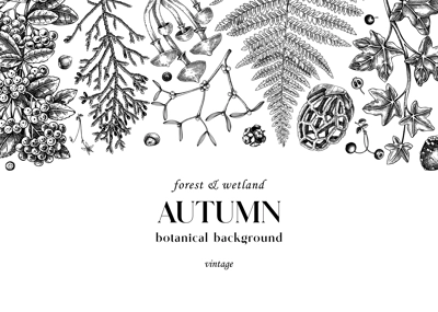 Sketched banner with ferns, forest mushrooms, fall leaves and autumn plant sketches. Vintage botanical design template in engraved style. Hand drawn autumn background for print. Woodland illustration